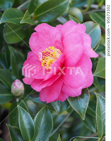 Winter flower Camellia sasanqua 95673302