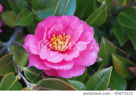 Winter flower Camellia sasanqua 95673323