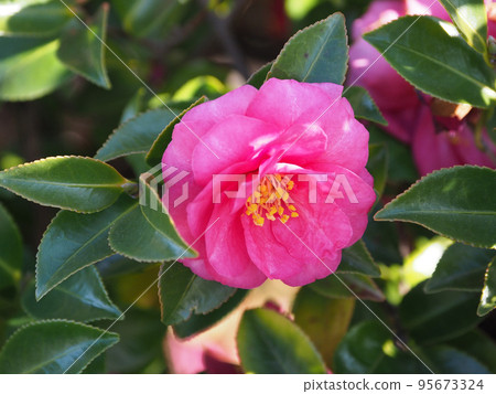 Winter flower Camellia sasanqua Winter flower Camellia sasanqua 95673324