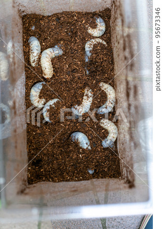 甲蟲繁殖墊交換大力士甲蟲 95673346