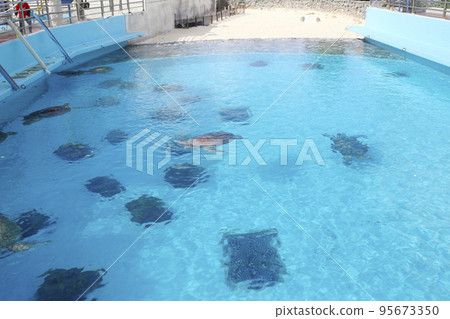 海龜展覽池 海龜展覽池 95673350