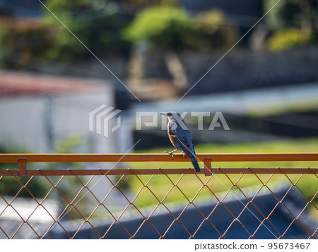 Blue rock-eared bulbul at the construction site 95673467