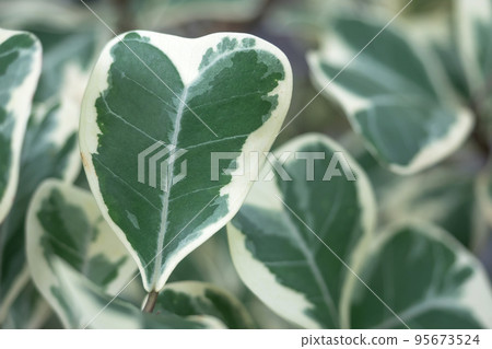 Close up of green and white leaf of Araliaceae or Polyscias sp 95673524