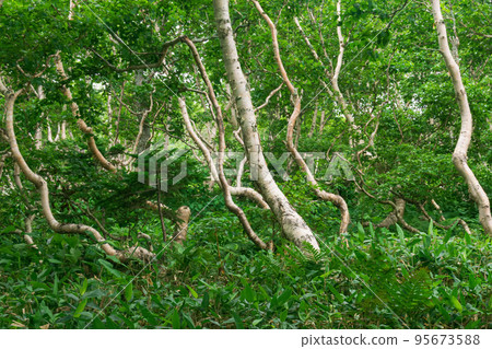 forest landscape of the island of Kunashir, twisted trees and undergrowth of dwarf bamboo 95673588