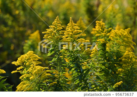 Goldenrod（金棒） 95673637