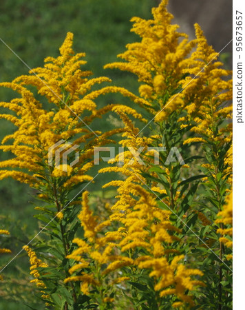 Goldenrod（金棒） 95673657
