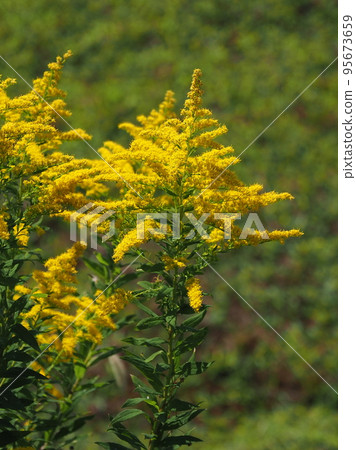 Goldenrod（金棒） 95673659