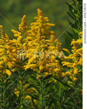 Goldenrod（金棒） 95673678