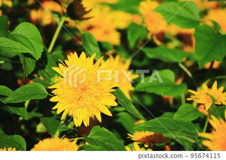 向日葵花,向日葵花,向日葵花,向日葵花,朝陽花,向日葵花,向日葵花,向日葵花,向日葵花,白色向日葵花,tenaiko,isjo菊花 向日葵花,向日葵花,向日葵花,向日葵花,朝陽花,向日葵花,向日葵花,向日葵花,向日葵花,白色向日葵花,tenaiko,isjo菊花 95674115