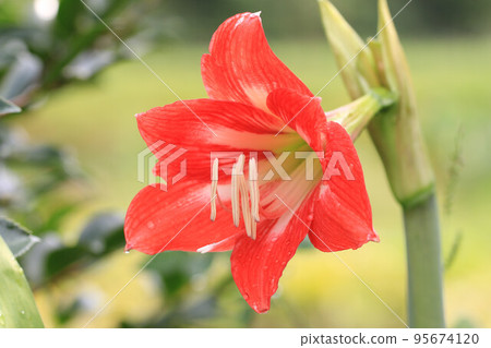 孤挺花、孤挺花、孤挺花、孤挺花、百枝仁、孤挺花 孤挺花、孤挺花、孤挺花、孤挺花、百枝仁、孤挺花 95674120
