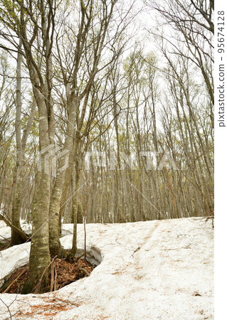 White birches of Mt. Chokai (Yamagata Prefecture) White birches of Mt. Chokai (Yamagata Prefecture) 95674128