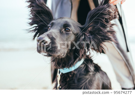 Funny portrait of puppy 95674277