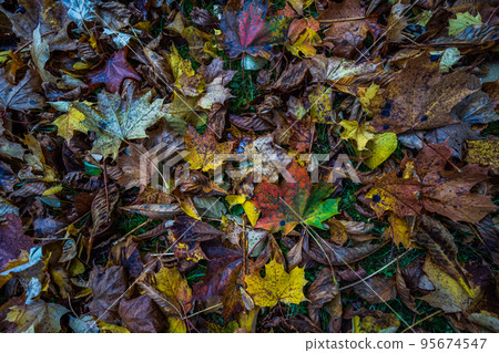 Colorful leaves of a tree at autumn, autumn background 95674547