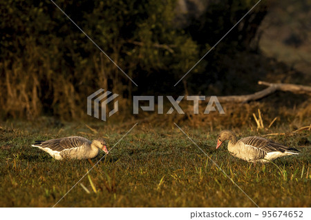 Two Greylag goose with eye contact in winter morning light during migration at wetland of keoladeo national park or bharatpur bird sanctuary rajasthan india asia - Anser anser Two Greylag goose with eye contact in winter morning light during migration at wetland of keoladeo national park or bharatpur bird sanctuary rajasthan india asia - Anser anser 95674652