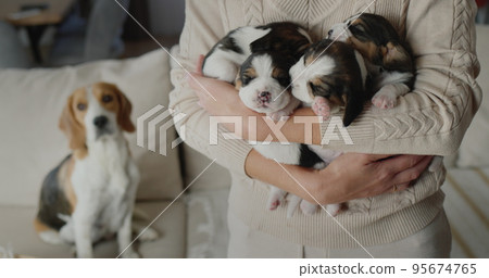 A woman holds several cute beagle puppies in her hands, their mother dog sits in the background. A woman holds several cute beagle puppies in her hands, their mother dog sits in the background. 95674765