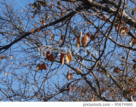 winter image 95674960