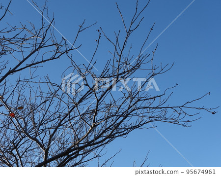 winter image 95674961