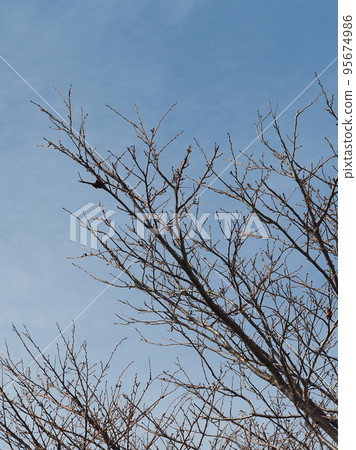 winter image 95674986