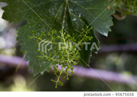 Shoots, young berries of grapes, against the background of leaves Shoots, young berries of grapes, against the background of leaves 95675038