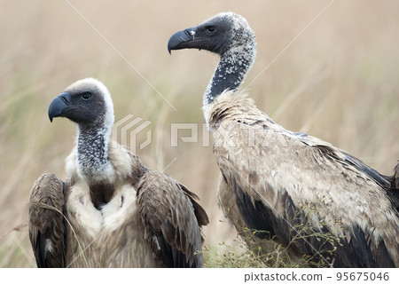 Portrait of scavengers vultures in the African savannah Portrait of scavengers vultures in the African savannah 95675046