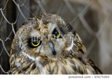 owl sitting in a cage and looking into the eyes 95675060