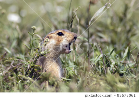 marmot sitting in the grass and screaming about the dangers marmot sitting in the grass and screaming about the dangers 95675061