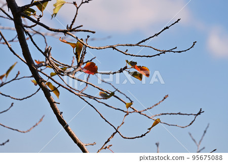 winter image 95675088