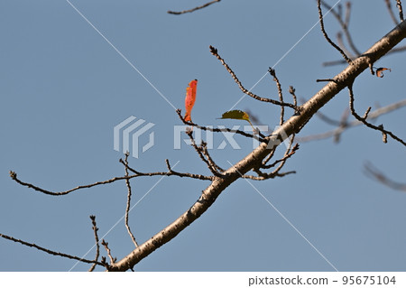 winter image winter image 95675104