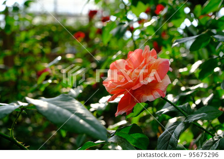rose rose 95675296