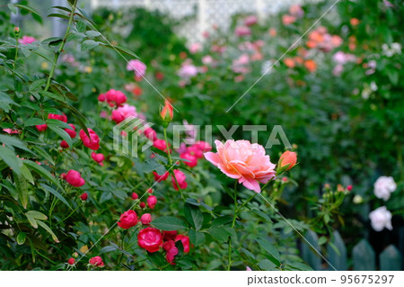 rose	 95675297