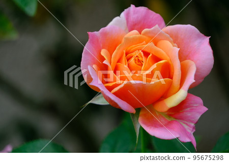 rose	 95675298