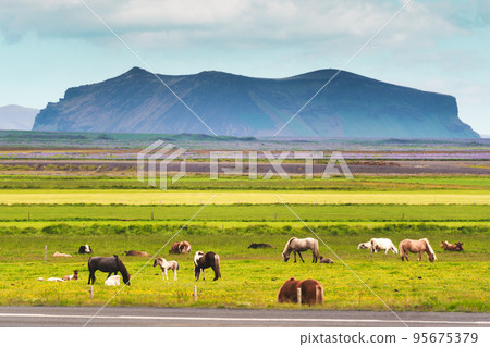 Herd of Icelandic horse with cow grazing grass on pasture on summer in Iceland 95675379