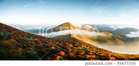 Orange grass trembling in the wind in autumn mountains Orange grass trembling in the wind in autumn mountains 95675550