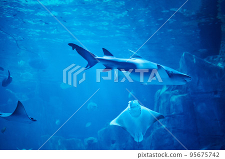 Big fishes in aquarium Big fishes in aquarium 95675742