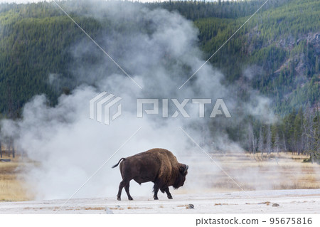 Buffalo 95675816