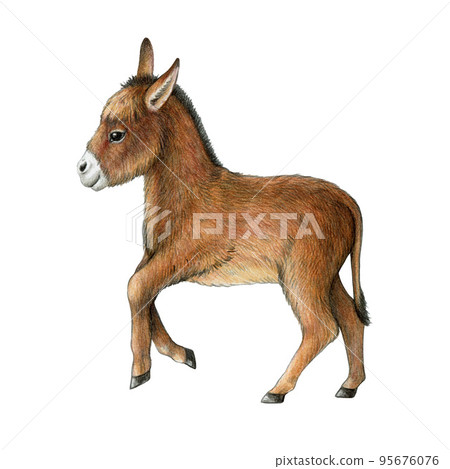 Small cute donkey watercolor illustration. Hand drawn realistic baby donkey farm animal side view. Newborn foal farm cute animal. White background 95676076
