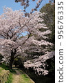Cherry blossoms at the outer moat of Himeji Castle in spring Cherry blossoms at the outer moat of Himeji Castle in spring 95676335