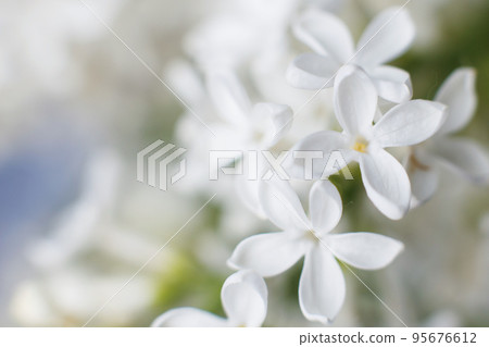 white lilac flower branch background with copy space for your text 95676612