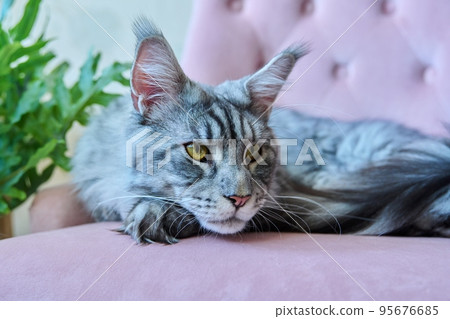 Portrait of beautiful purebred gray cat resting on couch at home Portrait of beautiful purebred gray cat resting on couch at home 95676685