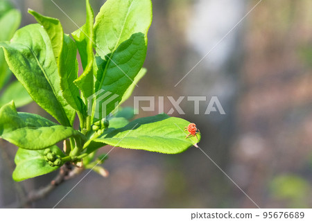 Parasite mite is sitting on a green leaf. Danger of tick bite. Dangerous parasite. Parasite mite is sitting on a green leaf. Danger of tick bite. Dangerous parasite. 95676689
