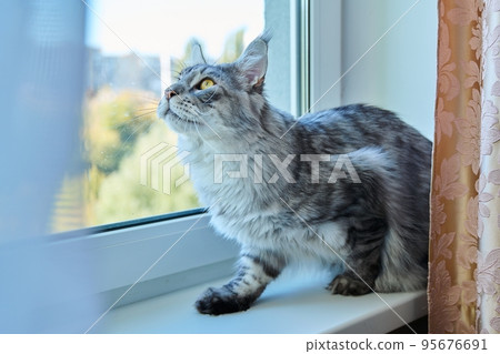 Serious attentive cat looking out the window, hunting for birds Serious attentive cat looking out the window, hunting for birds 95676691