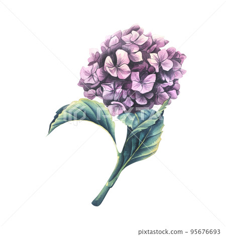 A pink colored hydrangea flower with a stem and leaves. Watercolor illustration. An isolated object from a large set of WEDDING FLOWERS. For decoration and design, compositions of invitations, decor A pink colored hydrangea flower with a stem and leaves. Watercolor illustration. An isolated object from a large set of WEDDING FLOWERS. For decoration and design, compositions of invitations, decor 95676693