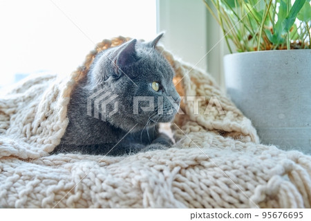 Gray cat lying on warm knitted woolen scarf on window, in cold autumn winter season Gray cat lying on warm knitted woolen scarf on window, in cold autumn winter season 95676695