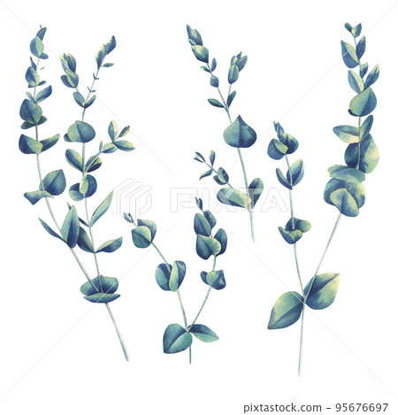 A set of eucalyptus twigs. Watercolor botanical illustration. Isolated objects from the WEDDING FLOWERS collection. For registration and design of invitations, certificates, postcards, decor. A set of eucalyptus twigs. Watercolor botanical illustration. Isolated objects from the WEDDING FLOWERS collection. For registration and design of invitations, certificates, postcards, decor. 95676697