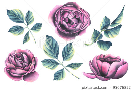 A set of peony-shaped rose buds with branches and leaves. Watercolor illustration. Isolated objects from the WEDDING FLOWERS collection. For the decoration and design of congratulations and holidays. A set of peony-shaped rose buds with branches and leaves. Watercolor illustration. Isolated objects from the WEDDING FLOWERS collection. For the decoration and design of congratulations and holidays. 95676832