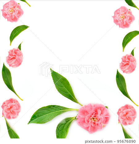 Floral creative frame. Pattern of flowers and leaves of balsam isolated on a white . Place for your text. Collage. Floral creative frame. Pattern of flowers and leaves of balsam isolated on a white . Place for your text. Collage. 95676890
