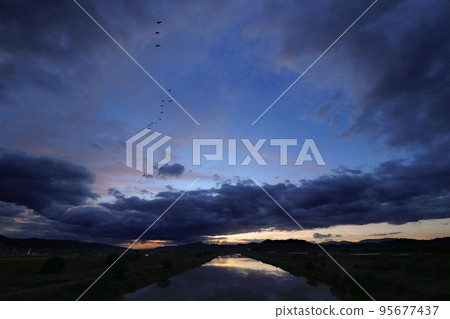 Flock of birds flying in the dawn sky with high clouds at sunrise・Autumn・Super wide angle・Sky main・221011am Flock of birds flying in the dawn sky with high clouds at sunrise・Autumn・Super wide angle・Sky main・221011am 95677437