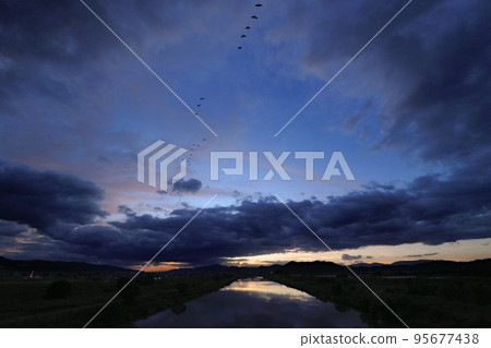A flock of birds flying in the dawn sky with the upper clouds at sunrise・Ultra wide angle・Sky main・221011am A flock of birds flying in the dawn sky with the upper clouds at sunrise・Ultra wide angle・Sky main・221011am 95677438