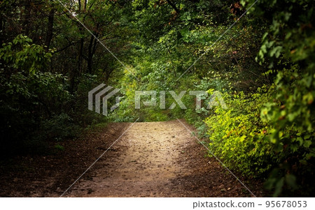 Green foliage with forestal path angle shot Green foliage with forestal path angle shot 95678053