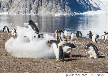Gentoo Penguin,on an antarctic beach, Neko harbour,Antartica Gentoo Penguin,on an antarctic beach, Neko harbour,Antartica 95678386